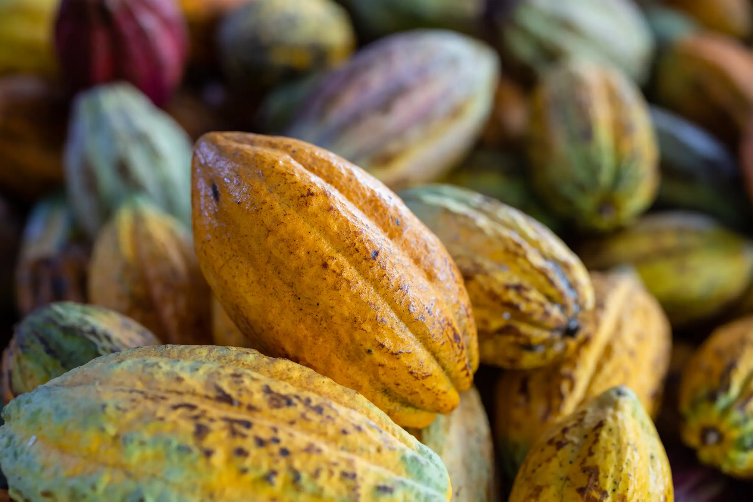 Cacao Let's Chocolaat